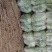 鲜白菜优质精品，基地直供，绿翠源果蔬专业合作社