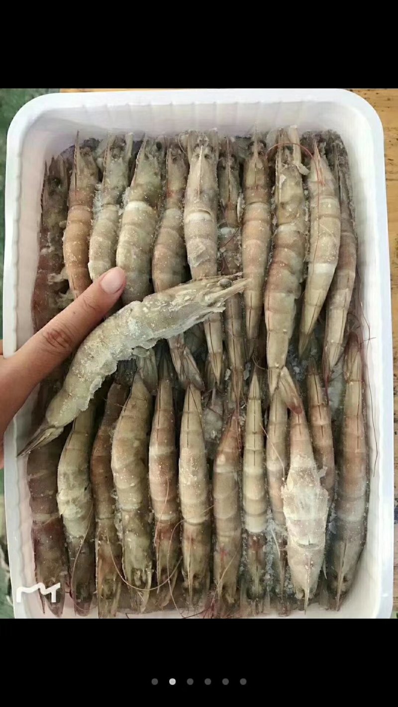 印度青虾