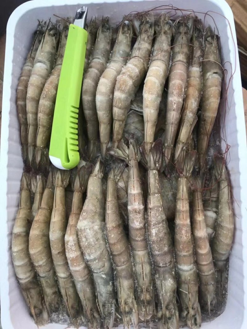 印度青虾