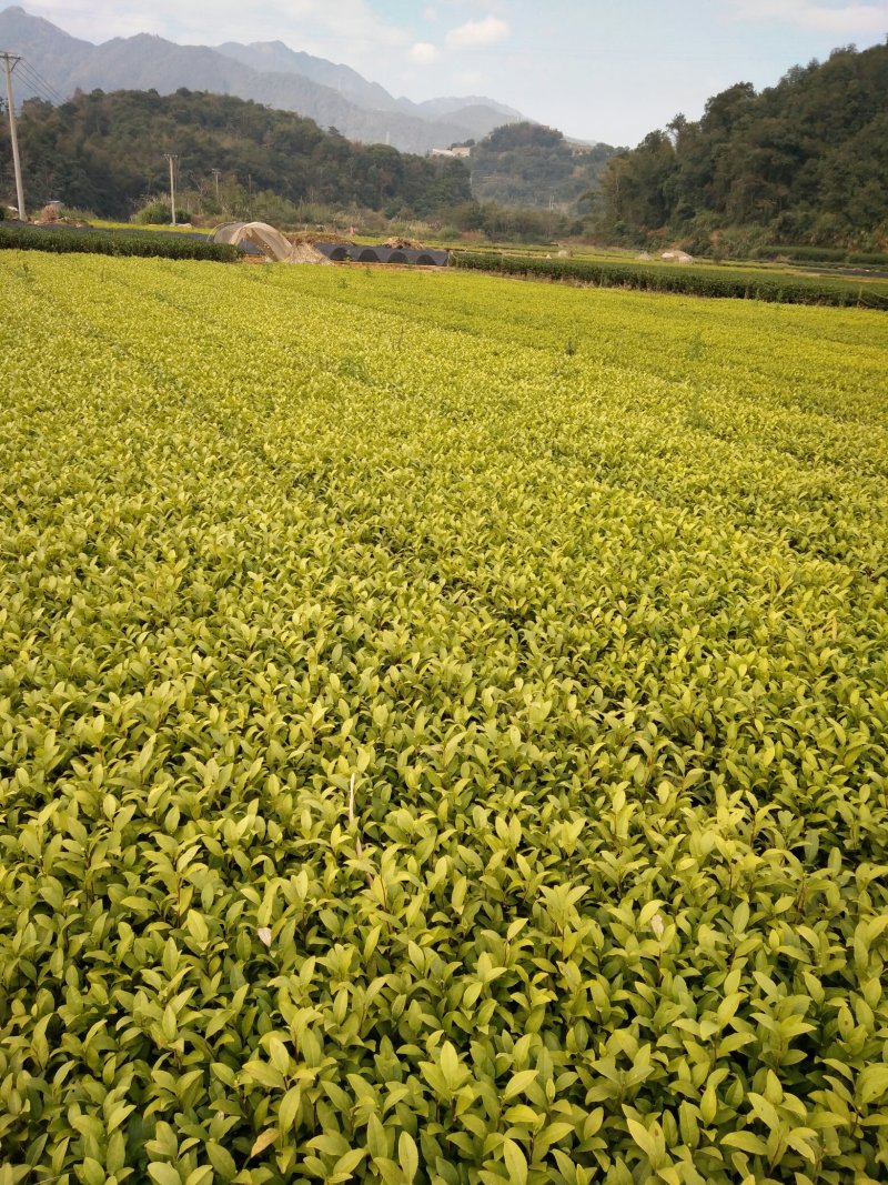 茶树苗