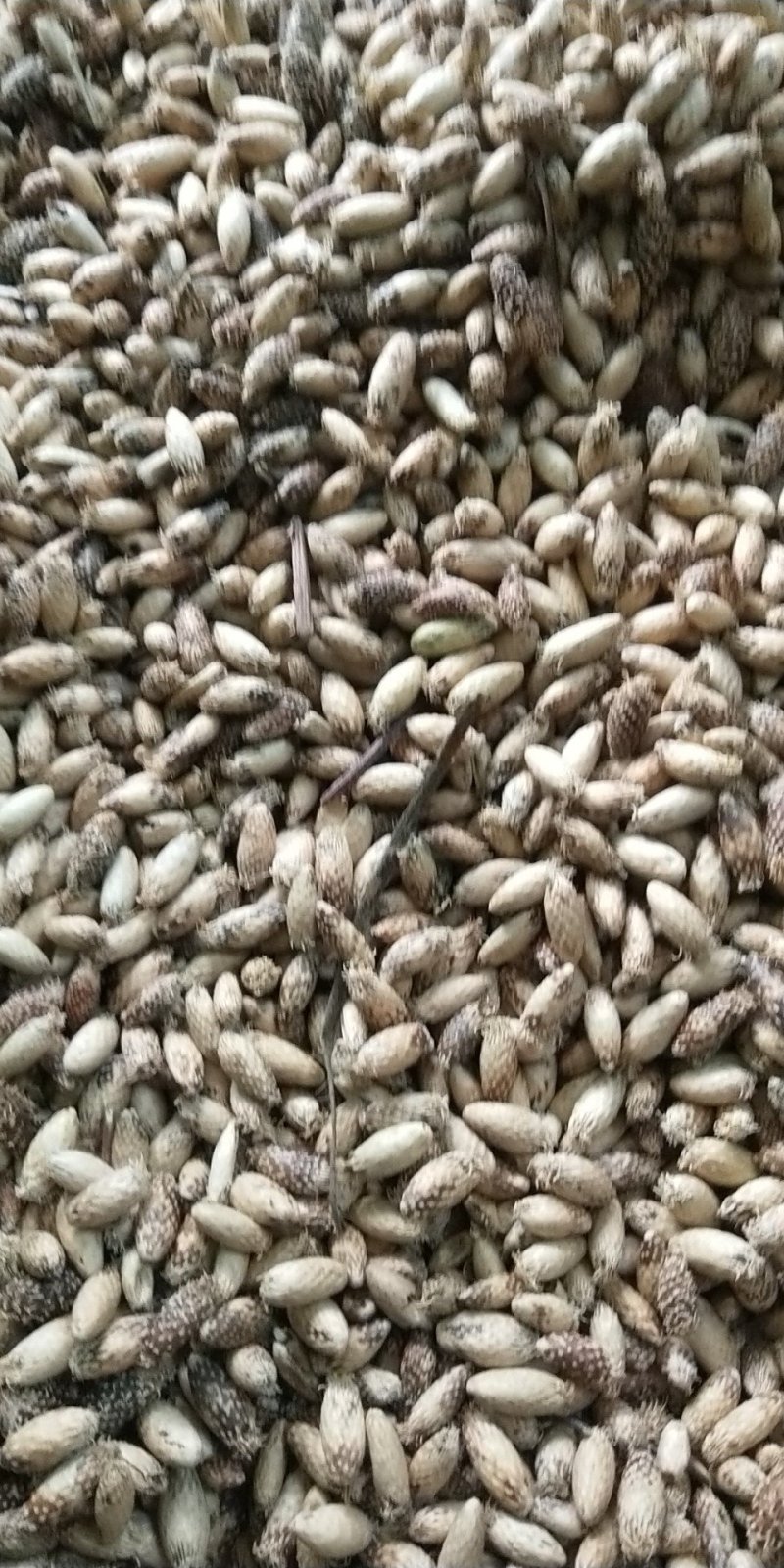 中药材