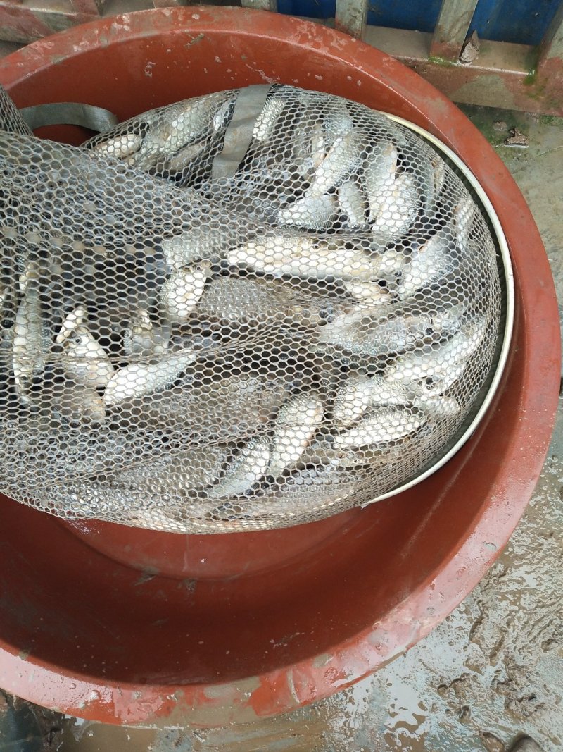 鲫鱼
