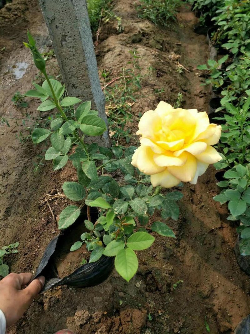 大花月季丰花微型量大等等等绿化苗木花灌木绿篱色块苗