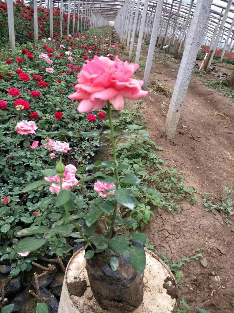大花月季丰花微型量大等等等绿化苗木花灌木绿篱色块苗