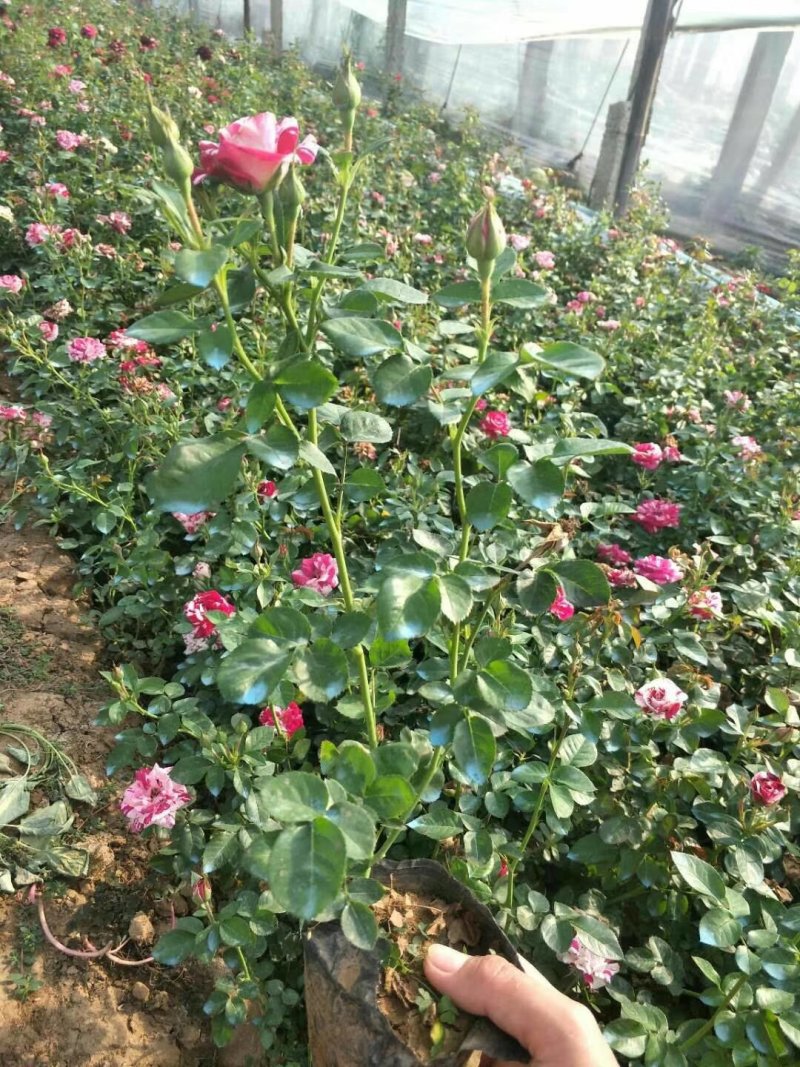 大花月季丰花微型量大等等等绿化苗木花灌木绿篱色块苗