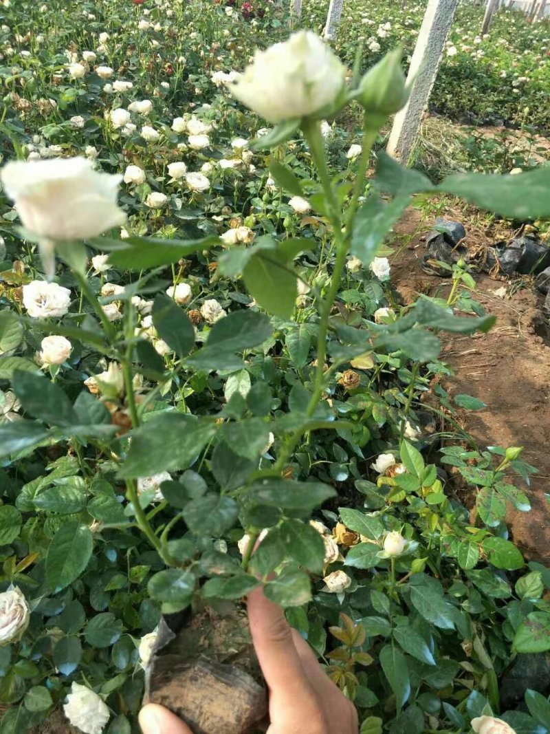 大花月季丰花微型量大等等等绿化苗木花灌木绿篱色块苗