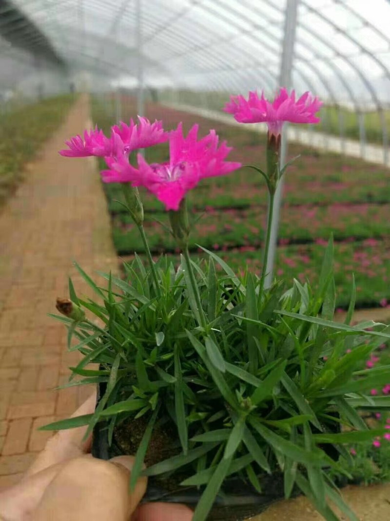 欧石竹一年四季开花花期300天以上地被草花