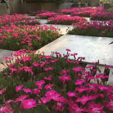 欧石竹一年四季开花花期300天以上地被草花