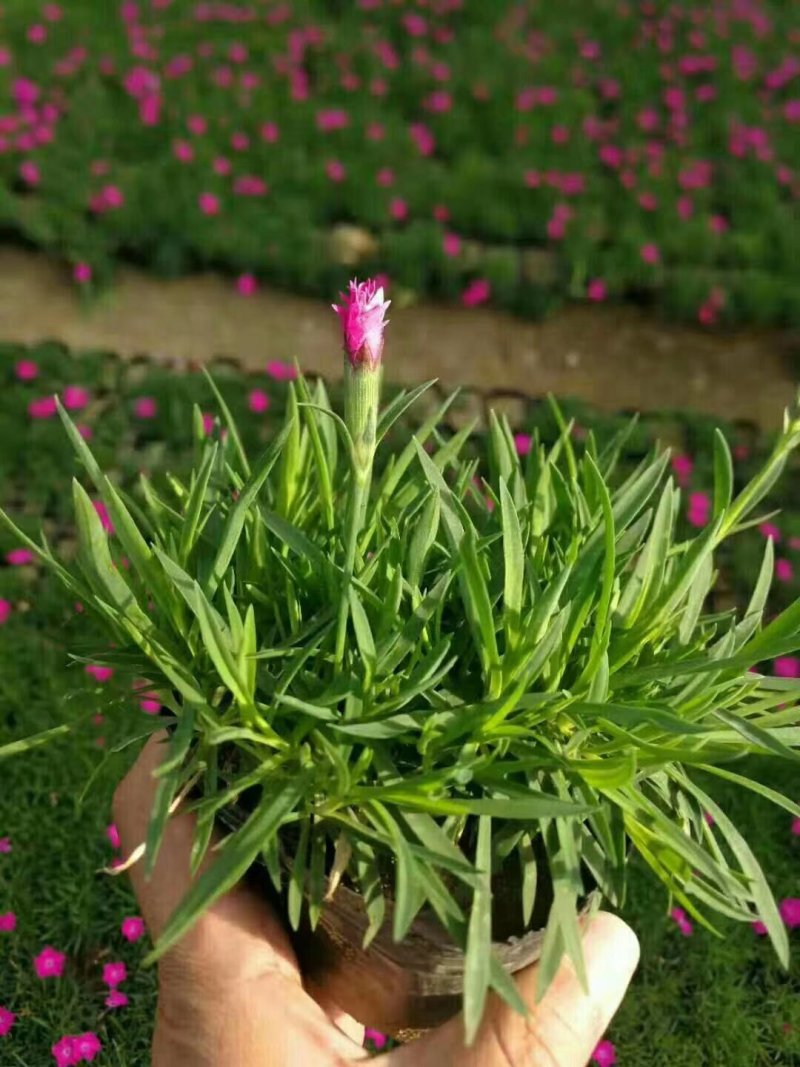 欧石竹一年四季开花花期300天以上地被草花