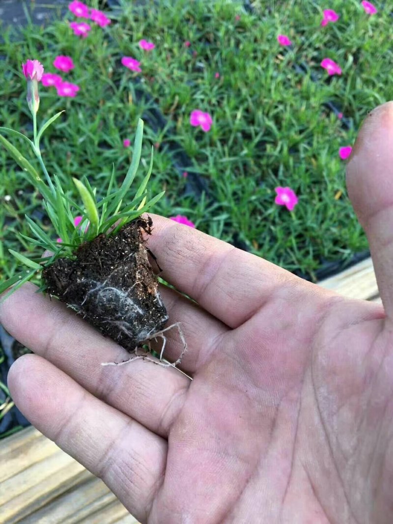 欧石竹一年四季开花花期300天以上地被草花