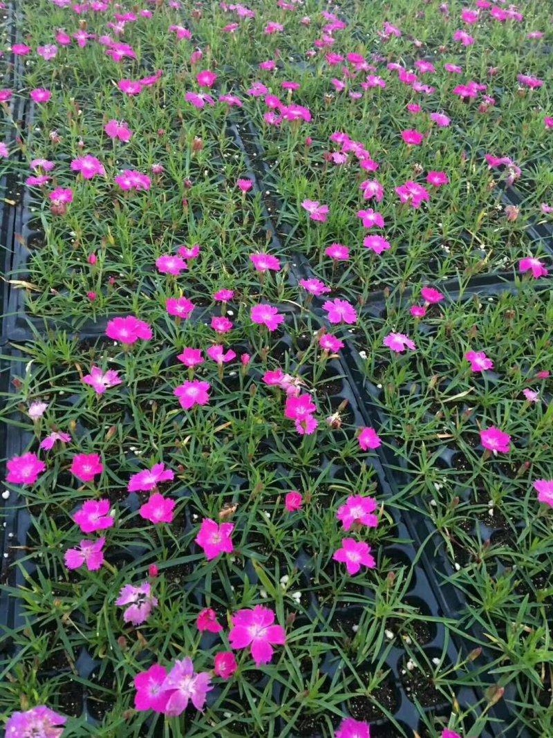 欧石竹一年四季开花花期300天以上地被草花