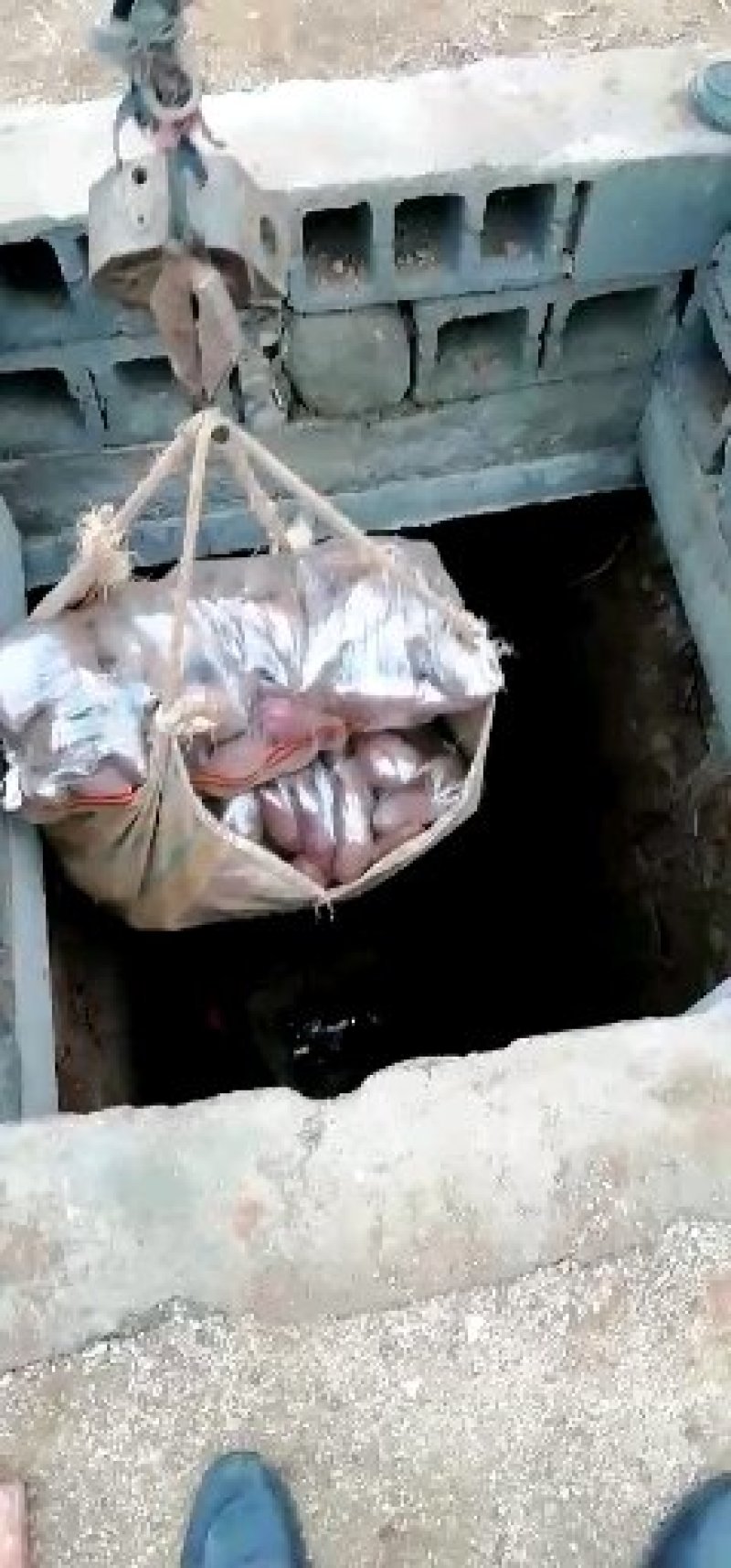 地瓜大量出售山东泗水
