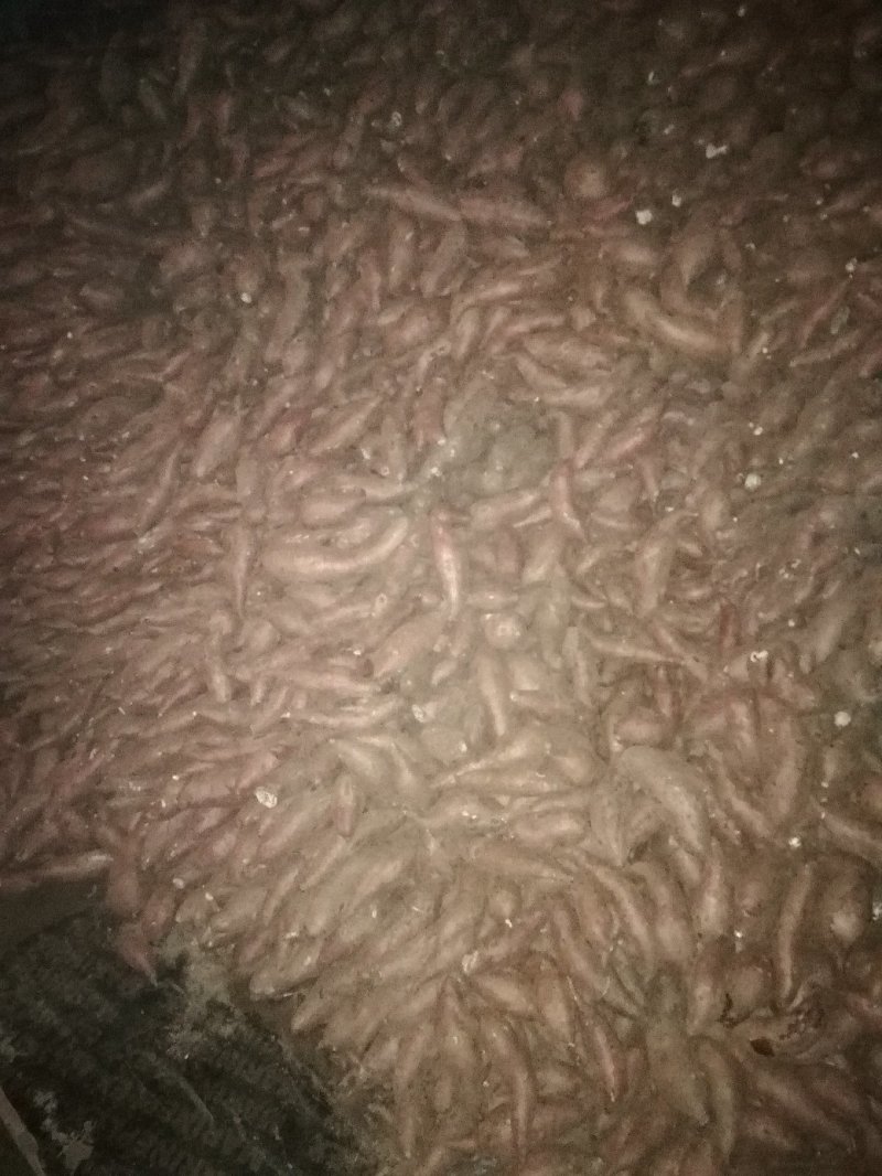 地瓜大量出售山东泗水