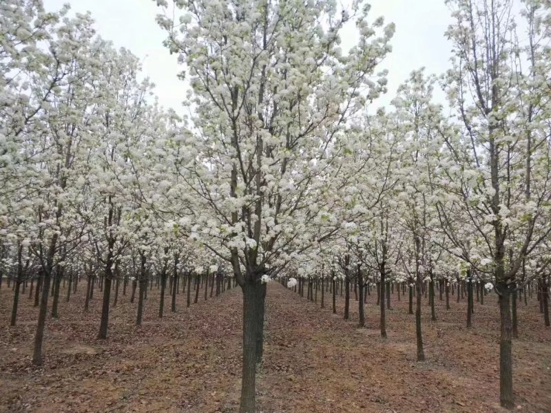 彩叶豆梨娜塔莉蓝冰柏苗圃大量供应大小规格均有