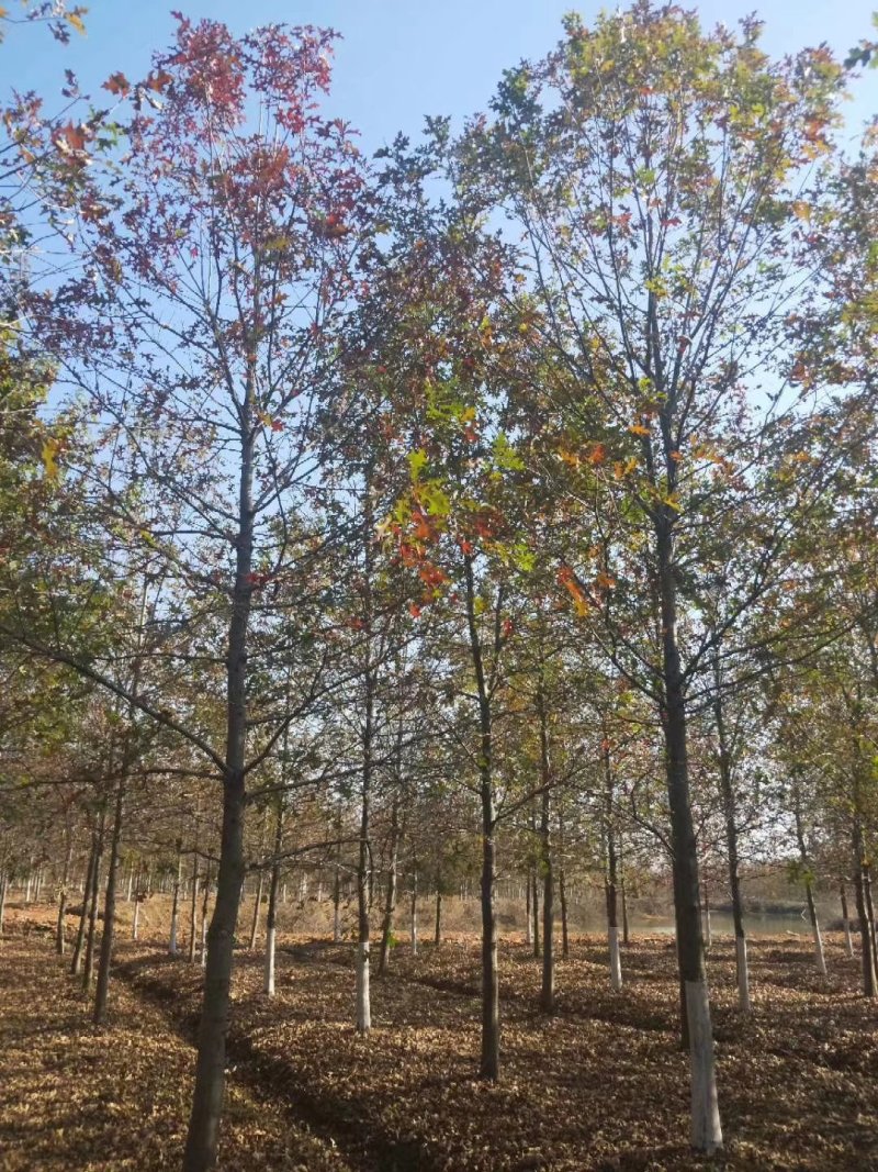 彩叶豆梨娜塔莉蓝冰柏苗圃大量供应大小规格均有