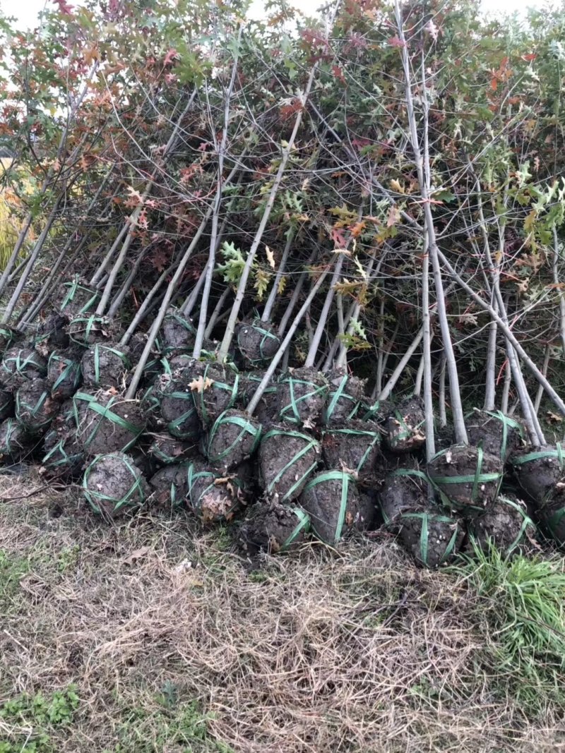 彩叶豆梨娜塔莉蓝冰柏苗圃大量供应大小规格均有