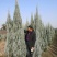 彩叶豆梨娜塔莉蓝冰柏苗圃大量供应大小规格均有