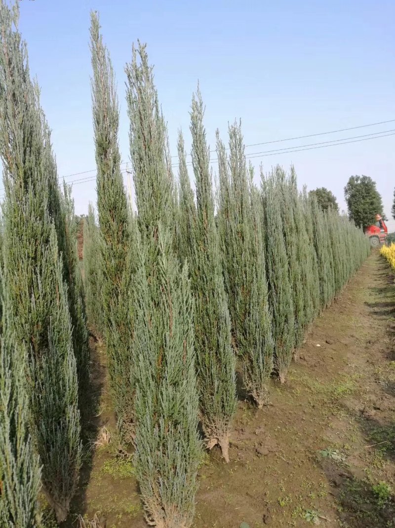 彩叶豆梨娜塔莉蓝冰柏苗圃大量供应大小规格均有