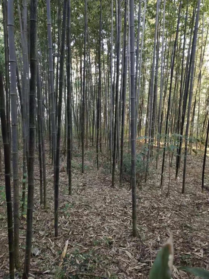 金镶玉竹紫竹青竹淡竹斑竹早园竹佛肚竹毛竹罗汉竹铺地竹箬竹