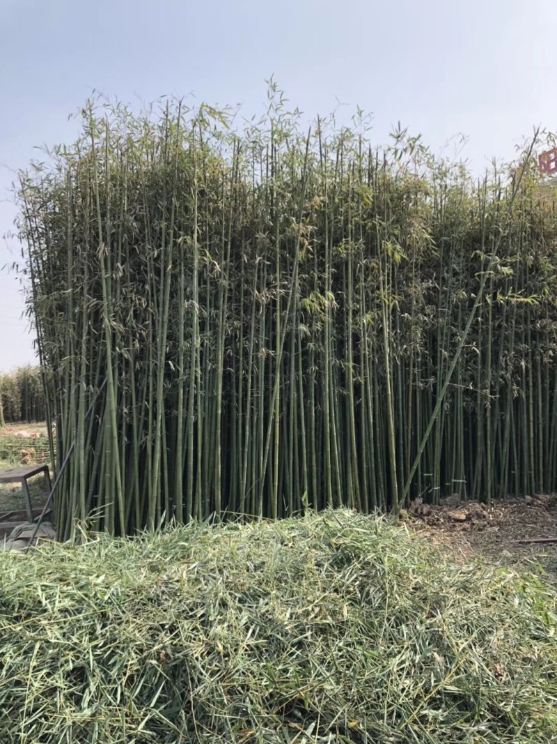 金镶玉竹紫竹青竹淡竹斑竹早园竹佛肚竹毛竹罗汉竹铺地竹箬竹