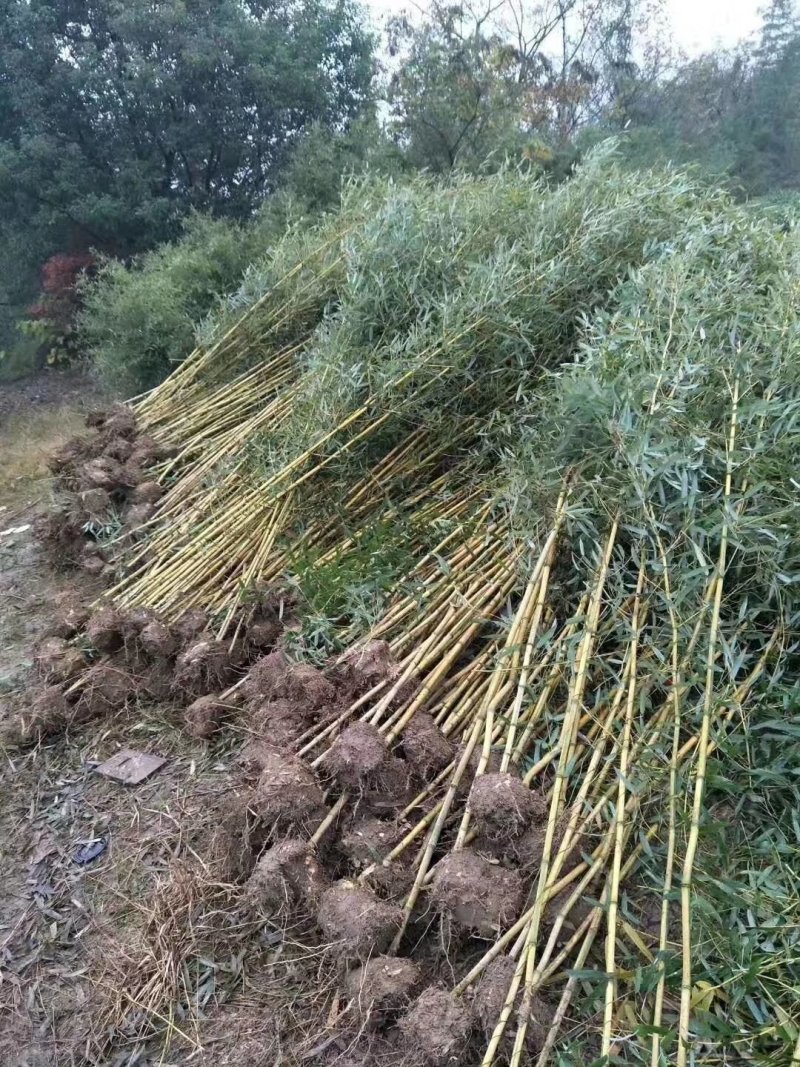金镶玉竹紫竹青竹淡竹斑竹早园竹佛肚竹毛竹罗汉竹铺地竹箬竹