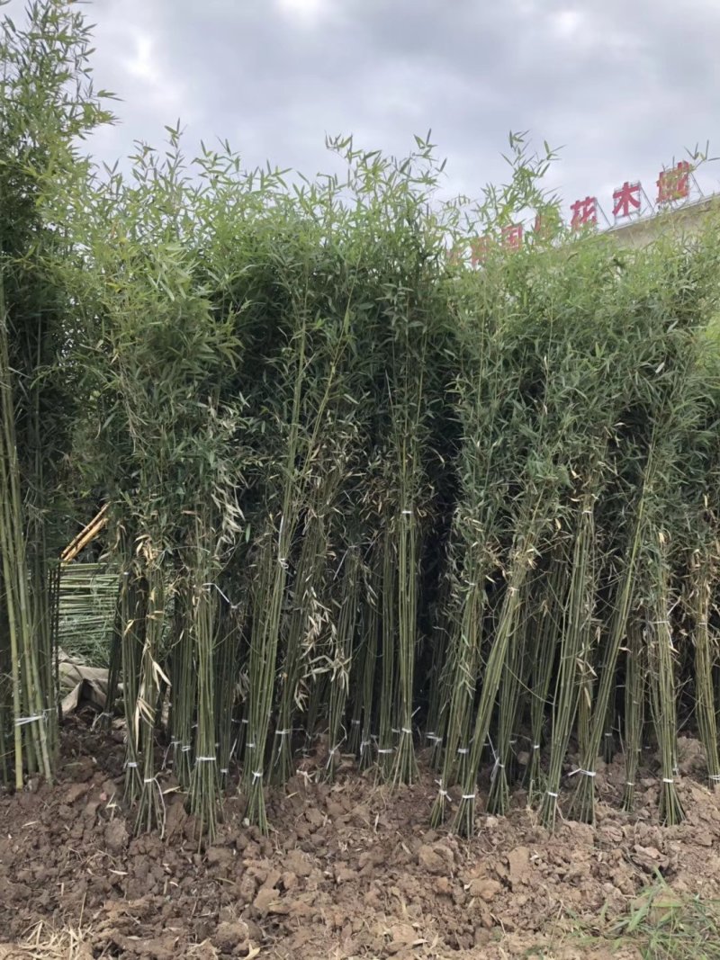 金镶玉竹紫竹青竹淡竹斑竹早园竹佛肚竹毛竹罗汉竹铺地竹箬竹