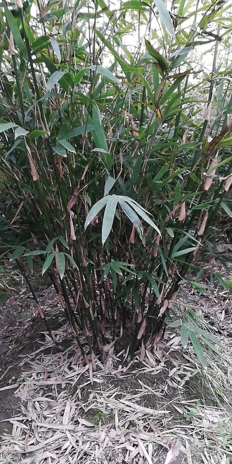 金镶玉竹紫竹青竹淡竹斑竹早园竹佛肚竹毛竹罗汉竹铺地竹箬竹