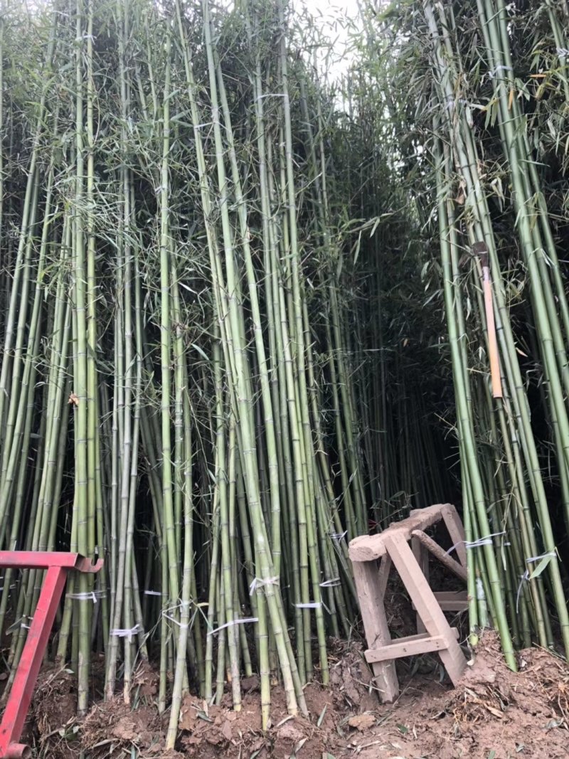 金镶玉竹紫竹青竹淡竹斑竹早园竹佛肚竹毛竹罗汉竹铺地竹箬竹