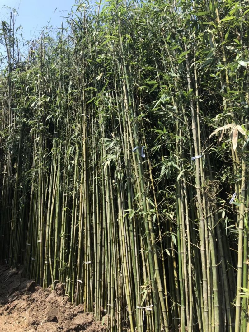 金镶玉竹紫竹青竹淡竹斑竹早园竹佛肚竹毛竹罗汉竹铺地竹箬竹