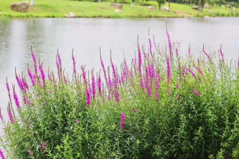 五彩石竹兰花燕鸢尾千屈菜金鸡菊种子