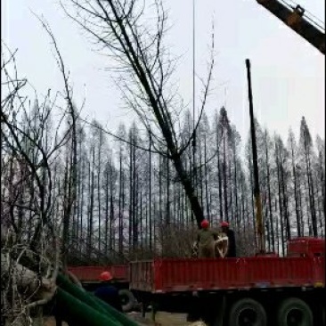 绿化苗木