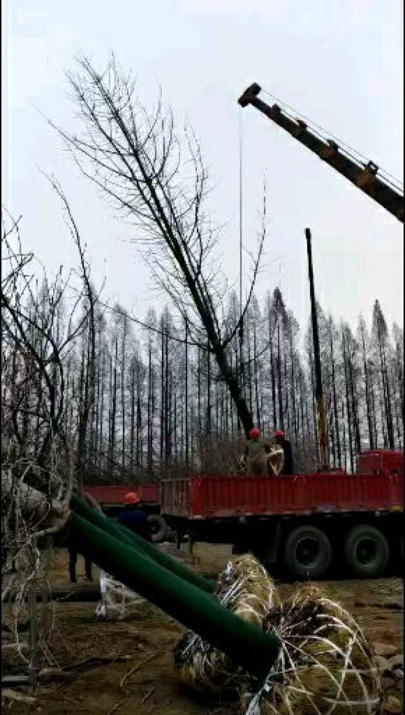 绿化苗木