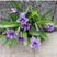 紫花地丁冰岛虞美人各种各样的草花500克160元