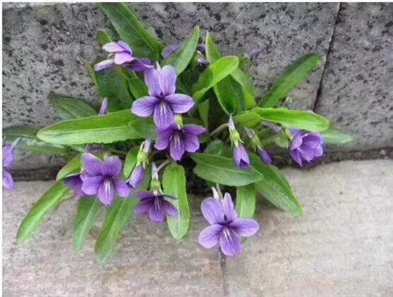 紫花地丁冰岛虞美人各种各样的草花500克160元