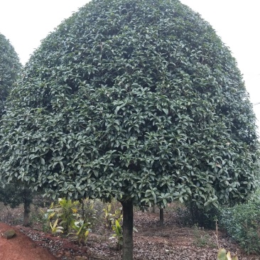 精品桂花树，桂花，桂花树价格，15公分耐寒，容器苗。