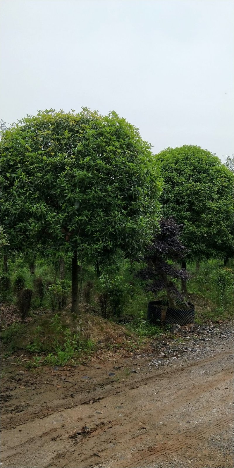 精品桂花树，桂花，桂花树价格，15公分耐寒，容器苗。