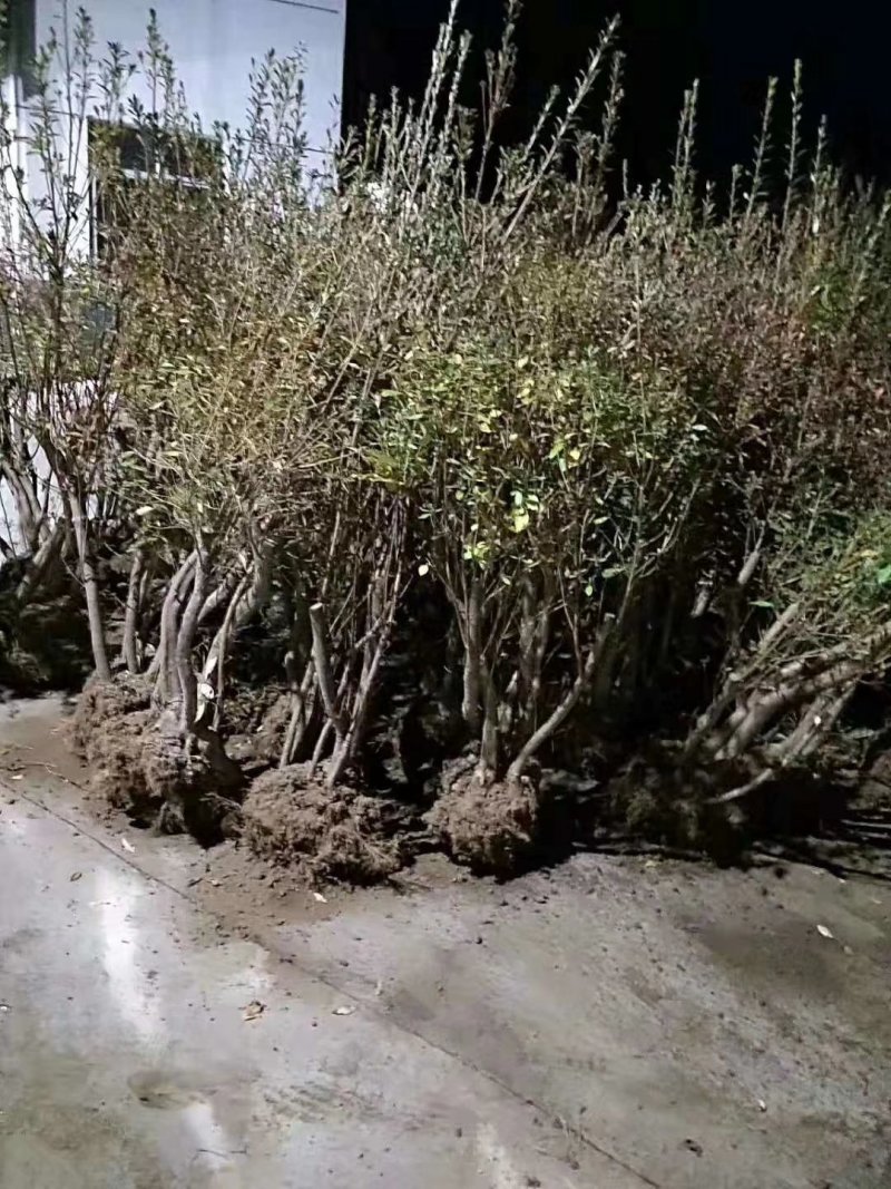花卉映山红盆景室内庭院花木盆景树桩高山国旗红映山红