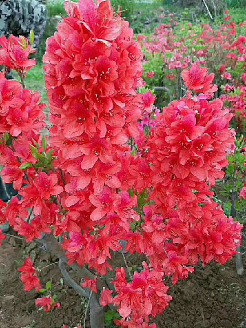 花卉映山红盆景室内庭院花木盆景树桩高山国旗红映山红