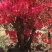 花卉映山红盆景室内庭院花木盆景树桩高山国旗红映山红