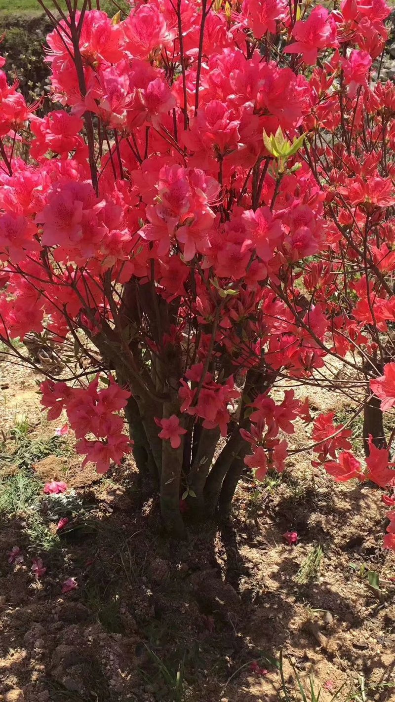 花卉映山红盆景室内庭院花木盆景树桩高山国旗红映山红
