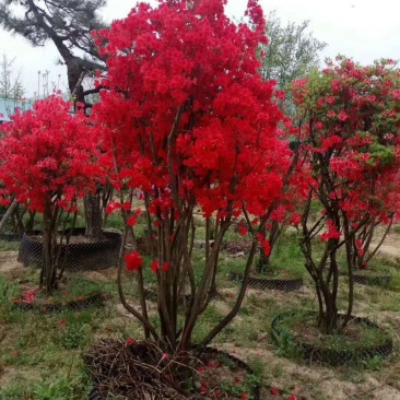 花卉映山红盆景室内庭院花木盆景树桩高山国旗红映山红