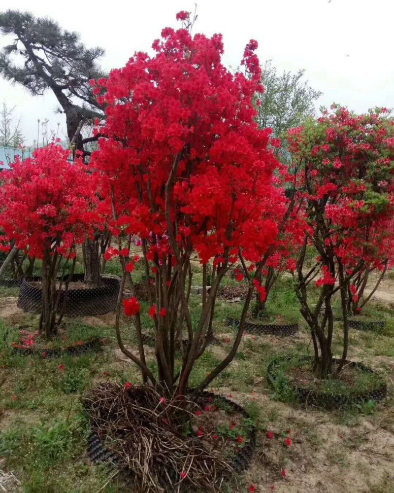 花卉映山红盆景室内庭院花木盆景树桩高山国旗红映山红
