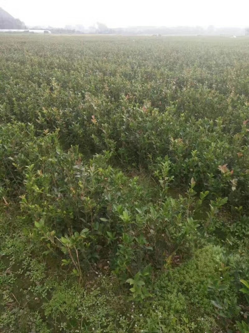 供应30-50高的嫁接油茶苗，品质保证