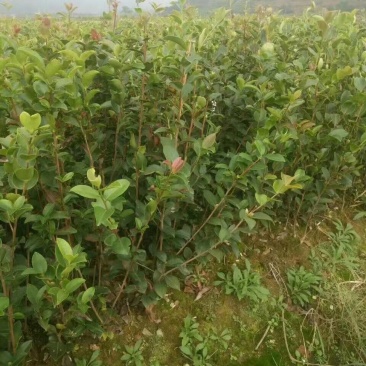 供应30-50高的嫁接油茶苗，品质保证