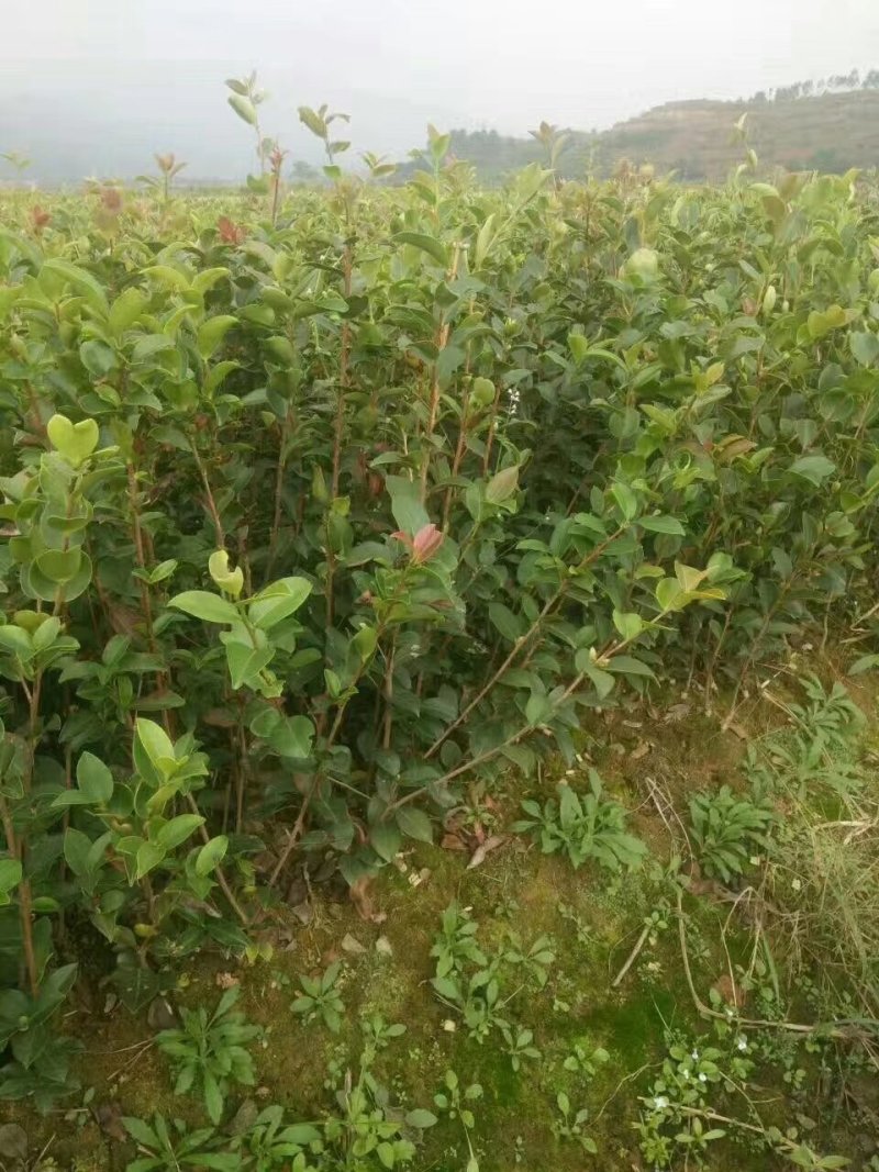 供应30-50高的嫁接油茶苗，品质保证