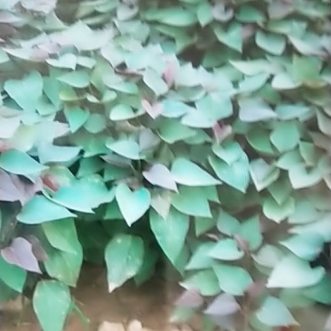 红薯苗商薯19