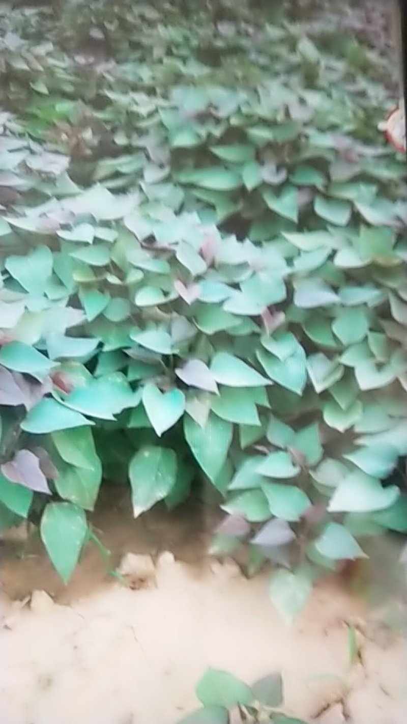 红薯苗商薯19
