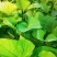 红薯苗商薯19