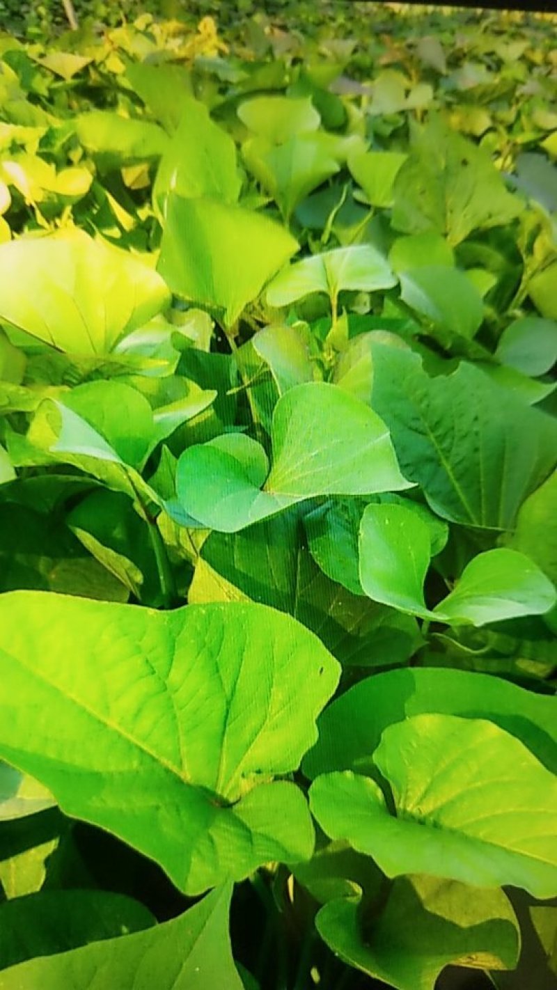 红薯苗商薯19