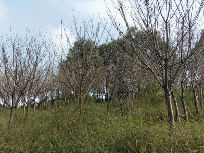 樱花